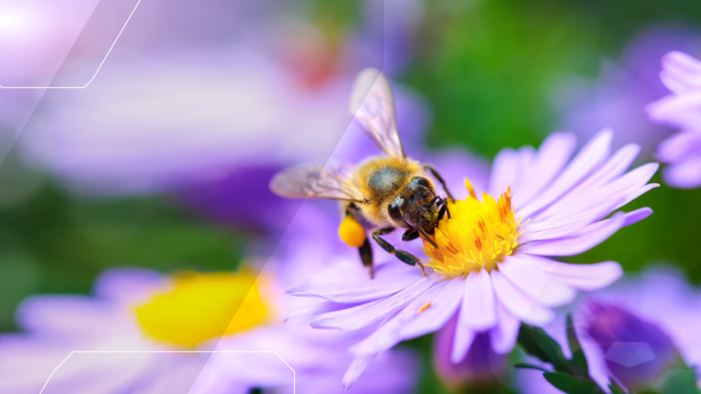 bee pollenating a daisy