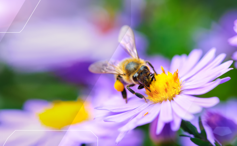 bee pollenating a daisy