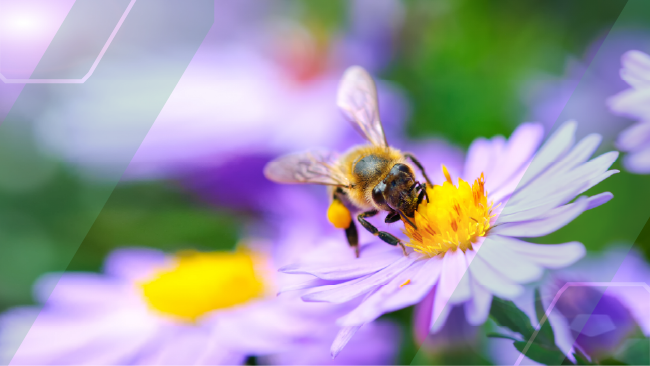 a bee pollenating a daisy